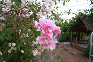 bougaville eller pappersblomma. närbild rosa blombukett på gröna blad bakgrund i trädgården med morgonljus. foto