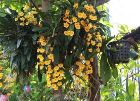 dendrobium lindleyi eller dendrobiumblomma. närbild gul orkidé blomma gäng på träd i trädgården med morgonljus. sidan av orkidéblommabuketten. foto