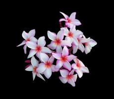 plumeria eller frangipani eller tempelträdsblommor. närbild rosa-vit plumeria blombukett isolerad på vit bakgrund. ovanifrån rosa-lila blommor knippe. foto