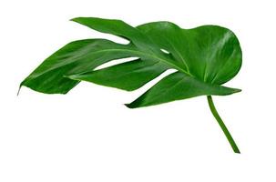 gröna blad mönster, löv monstera isolerad på vit bakgrund foto