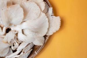 ostronsvamp pleurotus ostreatus är svamp som vanligtvis lever på döda trädstammar och kan konsumeras som mat foto