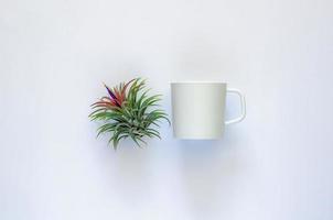 luft växt tillandsia med sin blomma och kaffekopp på vit bakgrund. foto