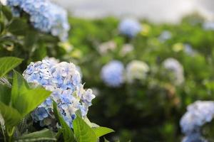 den vitblå blomman calles hortensia i en trädgård. hortensiablomma och morgonljus är en vacker blomma. foto