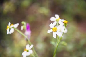 vackra vårvita små blommor i grön trädgårdsbakgrund - härlig natur i vårsäsongskoncept foto