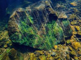 undervattensalger som växer på sten foto