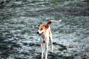 hund med natur bakgrund hd-bild foto