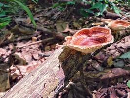 en röd svamp leker på ett dött träd. foto