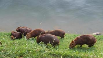 capybaras bredvid sjön i belo horizonte, Brasilien foto