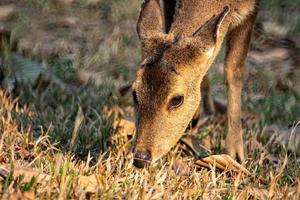 naturliga rådjur i Thung Kramang Wildlife Sanctuary, Chaiyaphum-provinsen, Thailand foto