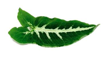 syngonium wendlandii schott lövverk, gröna bladmönster av tropisk bladväxt isolerad på vit bakgrund foto