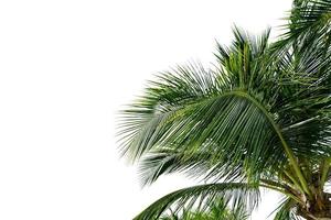 gröna blad av palm, kokospalmen böjning isolerad på vit bakgrund foto