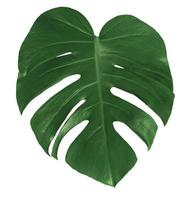 leaf monstera isolerad på vit bakgrund, gröna blad mönster foto