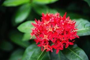 färsk röd blomma kallad ixora med sitt gröna blad - vacker röd blomma för bakgrundsbruk foto