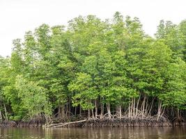 mangroveskog förhindrar korrosion av kustlinjen i Thailand. foto