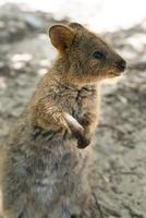 quokka på rottnest island, vilda djur i Australien foto