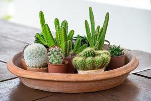 olika typer av kaktusväxter på lerkrukor. stängd kaktus på träbord foto