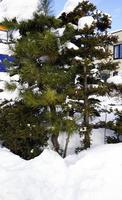 snö och trädvinter i sapporo foto
