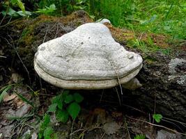 fomes fomentarius-svampar, allmänt känd som tindersvampen foto