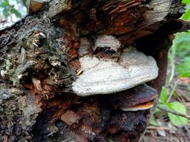 fomes fomentarius-svampar, allmänt känd som tindersvampen foto