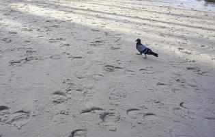 grå duvor springer på sanden på stranden. foto