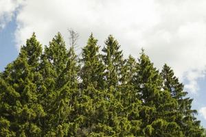 detaljer i naturen. naturen på sommaren. foto