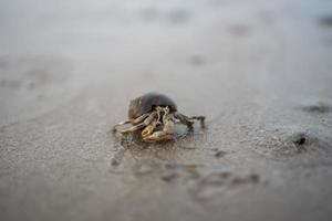 eremitkräftor lever på sanden vid havet foto