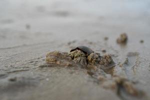 eremitkräftor lever på sanden vid havet. eremitkräftor som gräver sand för att begrava sig för att gömma sig från rovdjur. foto