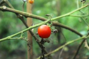 röd tomat i trädgårdsfoto. färsk röd och grön tomat foto
