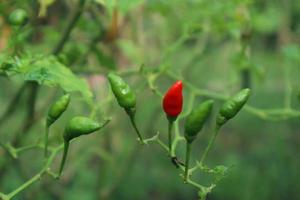 varm chilipeppar växande växt. röd och grön chilipepparväxt foto