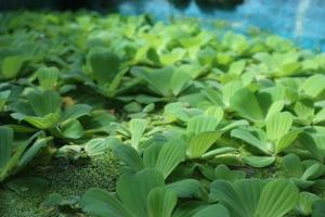 gröna blad av polygonatum multiflorum solomons sigill medicinalväxt foto