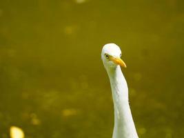 bild av lilla egret mesophoyx garzetta ansikte. foto