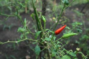 varm chilipeppar växande växt. röd och grön chilipepparväxt foto