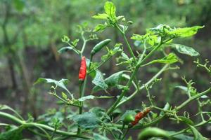 varm chilipeppar växande växt. röd och grön chilipepparväxt foto