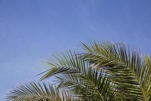 palmblad på himmel bakgrund foto