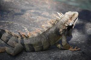 spetsiga spetsar längs baksidan av en leguan foto