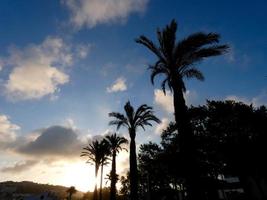 bakgrundsbelysta palmer på den katalanska costa brava, spanien foto