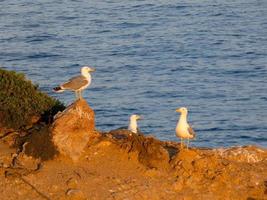 måsar på klipporna i costa brava, spanien foto