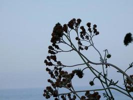 typiska medelhavsväxter med bakgrundsbelysning på den katalanska kusten foto