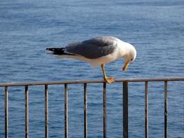 måsar över det blå Medelhavet på den katalanska costa brava foto