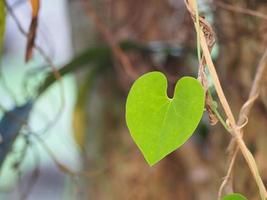 grönt hjärta form vinblad av aristolochia ringens foto