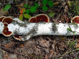 fomes fomentarius-svampar, allmänt känd som tindersvampen foto