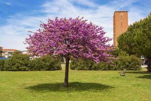 en stadspark med ett blommande judaträd foto