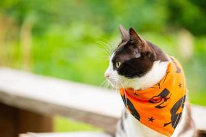 en svart och vit katt i en bandana för halloween-semestern. en katt på en bakgrund av gräs. foto