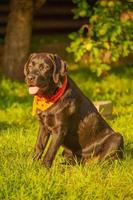 en ung svart labrador retrieverhund sitter på grönt gräs. halloween, en hund i en bandana. foto