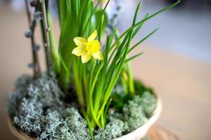 elegant vår, påsk blomsterarrangemang av iris, tulpaner, påskliljor och pilgrenar, placerade på bordet i dagsljus hemma foto