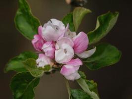 vårblommor i tyskland foto