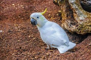 svavelkrönad vit kakadua, cacatua galerita i puerto de la foto