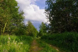 stig i skogen med solljus och blå himmel foto