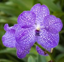 blå vanda orkidé blomma foto