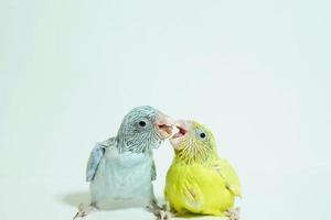 forpus 2 baby bird nyfödd amerikansk gul och vit färg syskon husdjur matar varandra stående på vit bakgrund, husdjuret är den minsta papegojan i världen. foto